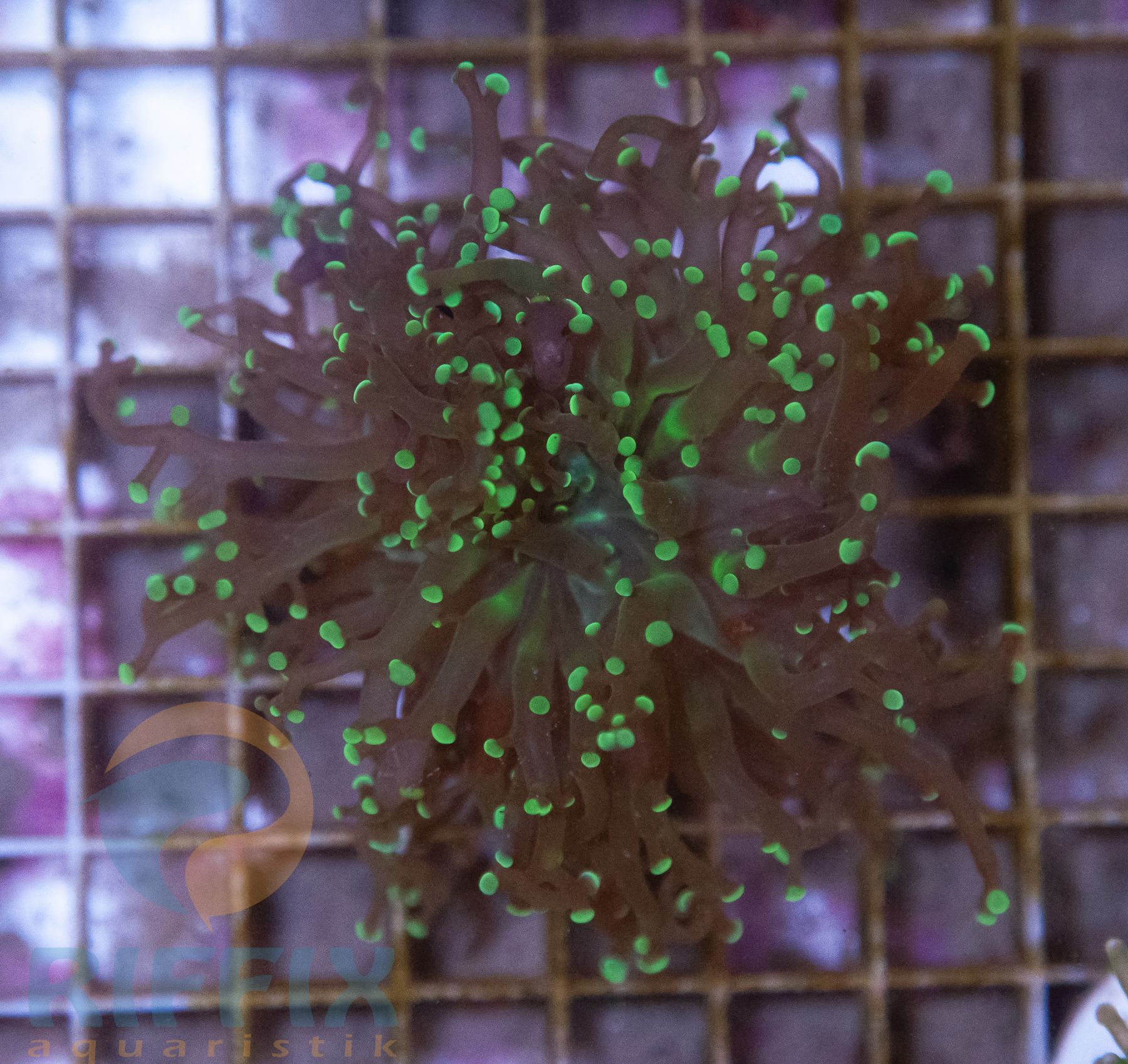 Euphyllia paradivisa  (Premium)